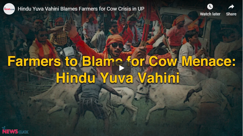 Hindu Yuva Vahini Blames Farmers for Cow Crisis in UP