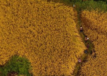 The colour of protest: Mustard blooming on the barricades